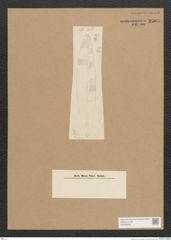 Diatomeae indet. Zeichnungen Sammlung Grunow Nr. 2503 (NHMW-BOT-W0369828)